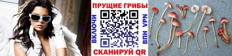 наркота  Первомайск  Псилоцибиновые грибы GOLDEN TEACHER 